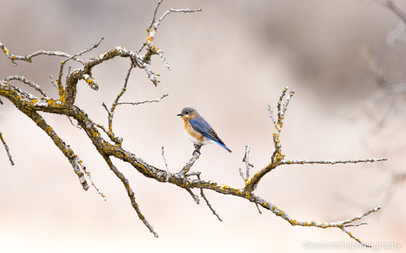 Bluebird Spring